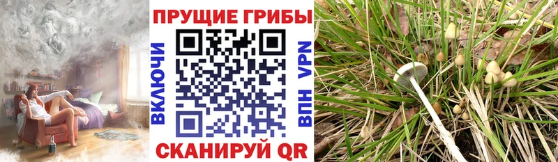 kraken зеркало  где купить наркоту  Асино  Галлюциногенные грибы ЛСД 
